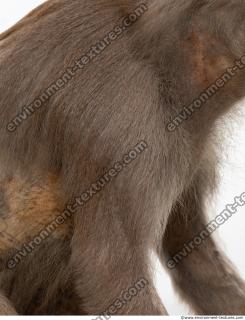 monkey skin fur  0001